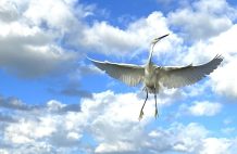  therapist: Salvadore Coaching LLC, 